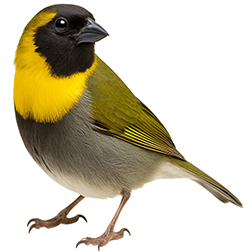 Cuban Finch